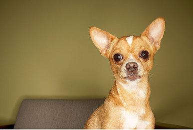 《卧龙：苍天陨落》日区首发销量只有仁王一半